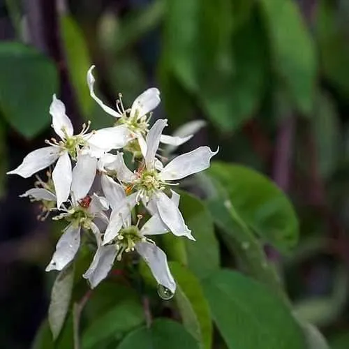 Amelanchier canadensis - Service Berry