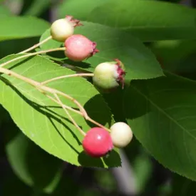 Amelanchier canadensis - Service Berry