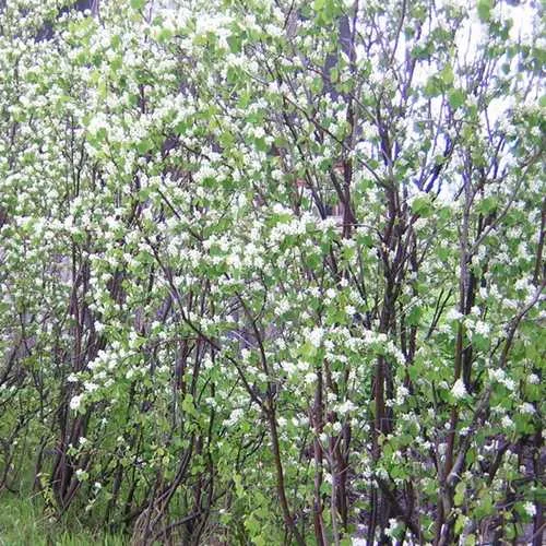 Amelanchier canadensis - Service Berry