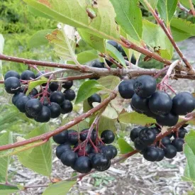 Aronia melanocarpa