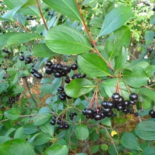 Aronia melanocarpa